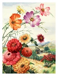 Cosmos, zinnias, and poinsettia grow in Oaxaca, Mexico Giclee Print by National Geographic Society 
