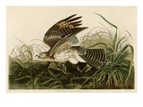 Winter Hawk Giclee Print by John James Audubon