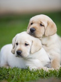 Yellow labrador retriever puppies Photographic Print by Ron Dahlquist