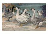 A painting of Canadian geese, Embden geese and gray African geese Giclee Print by Hashime Murayama
