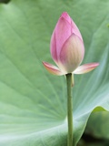 Lotus flower in Lou Lim Ieoc Garden in Macau Photographic Print by Lo Mak