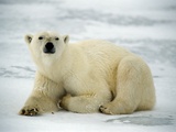 Polar bear, Churchill, Manitoba Photographic Print by Mike Grandmaison