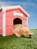 Labrador puppy asleep in kennel Photographic Print