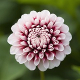 Pink Dahlia Tip Toe Photographic Print by Clive Nichols