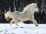Elderly Welsh-Arab pony running on snow covered meadow Fotografie-Druck von Frank Lukasseck