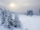 Snow covered spruce trees near arctic circle in late fall Photographic Print by Theo Allofs