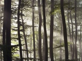 Sunbeams through a beech forest Photographic Print by Frank Krahmer
