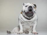Portrait of Bull Dog Photographic Print by Brian Summers