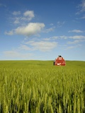 Wolfgang Kaehler - Red barn in field of green wheat - Fotografik Baskı Wolfgang Kaehler - Red barn in field of green wheat - Fotografik Baskı