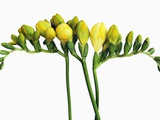 Freesia Photographic Print by Frank Krahmer