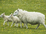 Ewe and lambs Photographic Print by Kevin Schafer