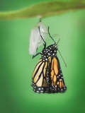 Monarch Butterfly Life Cycle Photographic Print by Wave