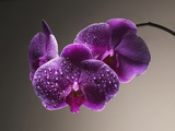 Water Drops on Orchids Photographie