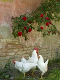 White chickens beneath roses Photographic Print by Mark Bolton