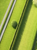 Hedge in The Hamptons Photographic Print by Cameron Davidson