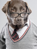 Dog in Sweater and Glasses Photographic Print by Justin Paget