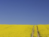 Germany Mecklenburg-Western Pomerania Track in rape field Photographic Print by Martin Ruegner