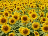Field of Sunflowers, Full Frame, Zama City, Kanagawa Prefecture, Japan Photographic Print