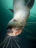 Curious Steller sea lion swimming underwater Photographic Print by Paul Souders