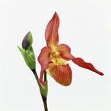 Red orchid Photographic Print by Micha Pawlitzki
