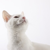 White cat looking up Photographic Print by Michael Kloth