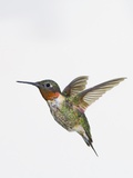 Ruby-throated Hummingbird (Archilochus colubris) Photographic Print by Wave 