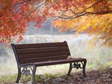 Lonely bench under the autumn tree Photographic Print by JongBeom Kim