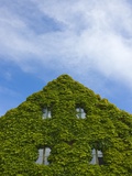 Medieval house wall covered by ivy, Visby Photographic Print by Keren Su