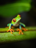 Red-eyed tree frog in costa rica Photographic Print