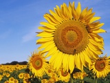 Close Up of Sunflower in Field Photographic Print by Jeremy Woodhouse