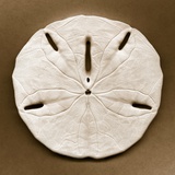 Sand Dollar Photographic Print by John Kuss