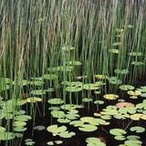 Reed and Water Lillies in Pond, Arcadia National Park, Maine Photographic Print by Micha Pawlitzki