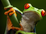 Tree Frog in Costa Rica Photographie par Paul Souders