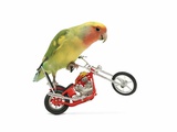 Rosy-faced lovebird perched on toy motorcycle do wheelie Photographic Print by Martin Gallagher