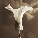 Morning Glory by Tom Marks Photographic Print by Tom Marks