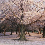 Cherry trees in blossom, Japan Photographic Print by Micha Pawlitzki