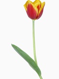 Tulip (Tulipa spec.) close up Photographic Print by Martin Ruegner