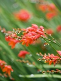 Raindrops on crocosmia x crocosmiiflora, or red king Photographie par Clive Nichols