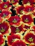 Tulips in Keukenhof Gardens Photographic Print by Darrell Gulin