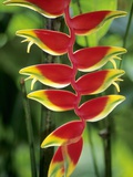 Heliconia, Trinidad, West Indies Photographic Print by Wayne Lynch