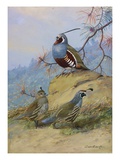 Painting of two different quail species Giclee Print by Allan Brooks