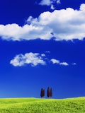 Italian cypress and fields of corn Photographic Print by Frank Krahmer