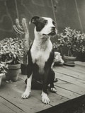 Dog Sitting On Porch With Plants Photographic Print by Michelle Fornof Dog Sitting On Porch With Plants Photographic Print by Michelle Fornof