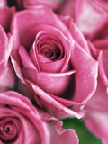 Roses roses Photographie par Frank Krahmer