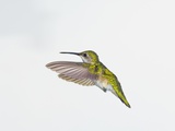 Ruby-throated Hummingbird (Archilochus colubris) Photographic Print by Wave 