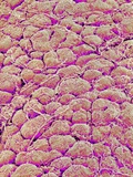 Surface of the pancreas of a rabbit Photographic Print by Micro Discovery 