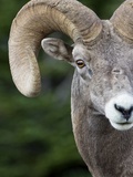 Bighorn ram (Ovis canadensis), Logan Pass, Glacier National Park, Montana. Lámina fotográfica por Roberta Olenick
