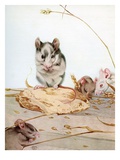 Illustration of Mice by Edward Julius Detmold Giclee Print