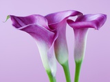 Purple Calla Lilies Photographic Print by Clive Nichols
