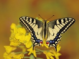 Swallowtail butterfly sitting on flower Photographie par Erich Kuchling